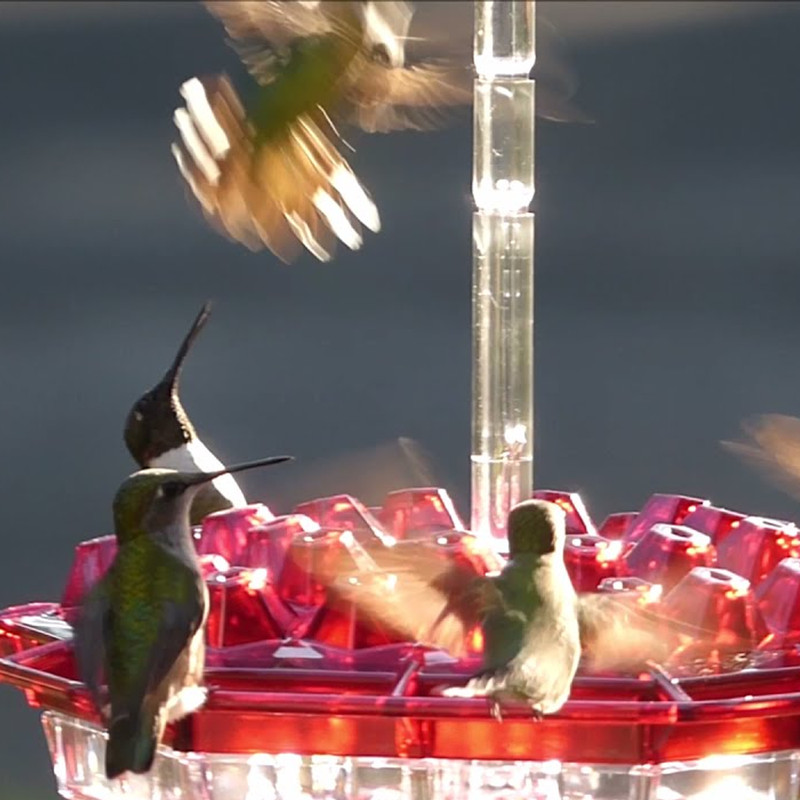 ant proof hummingbird feeder outdoor hanging perch