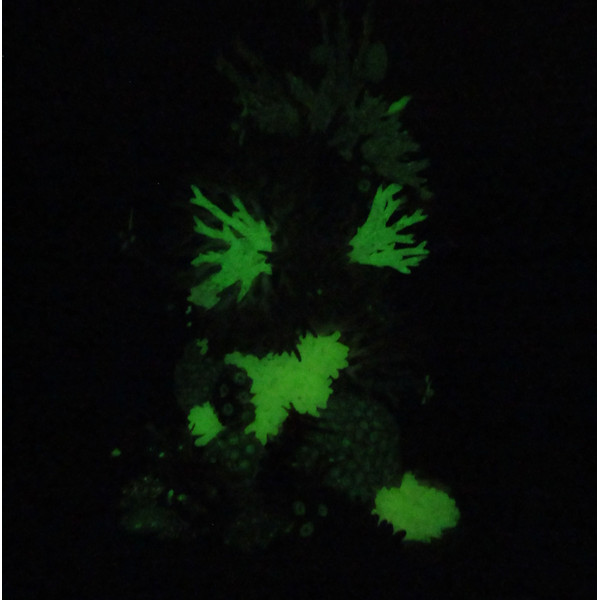 tiny-glowing-corals-1.jpg