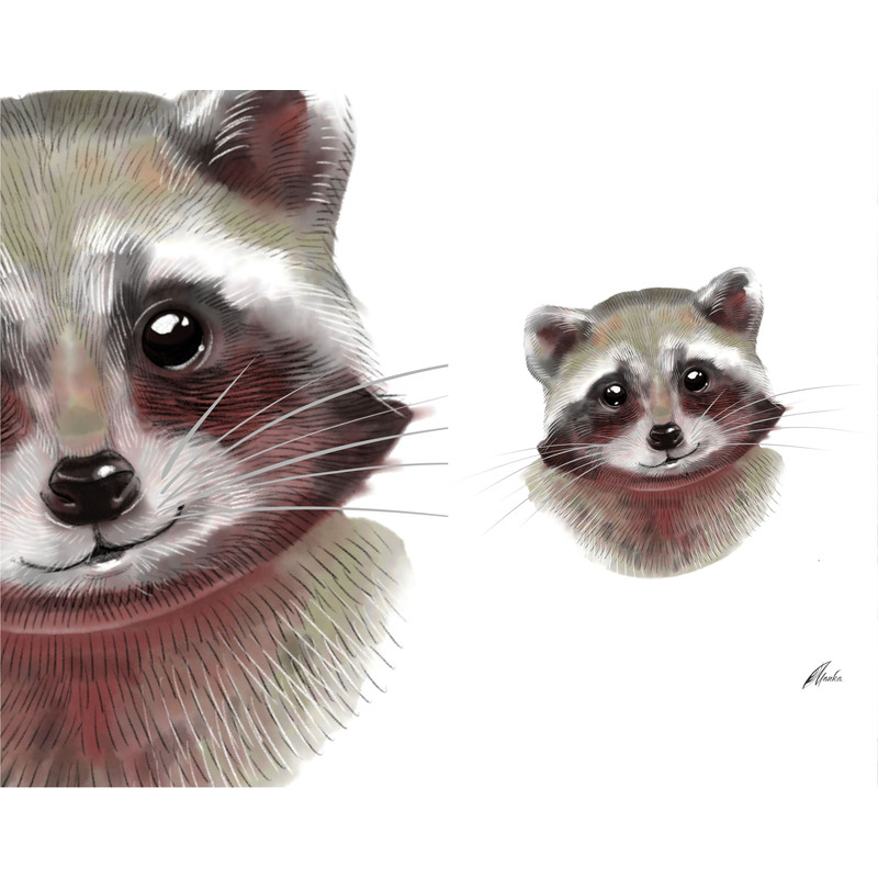 Raccoon-head-clipart-large-picture