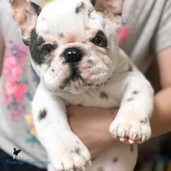 Custom order French Bulldogs plush puppy