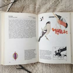 Songbirds vintage book, birds prints, birds illustrations, birds for ephemera, 1986