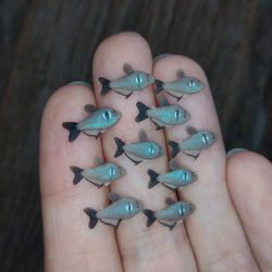 Miniature Black Phantom Tetra  fish 10 pcs, tiny fish for diorama, resin art, display or dollhouse aquarium