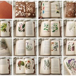 Wild medicinal plants of the USSR, vintage botanical book, healing herbs reference guide, many color illustrations
