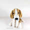 amigurumi-beagle-crochet-pattern