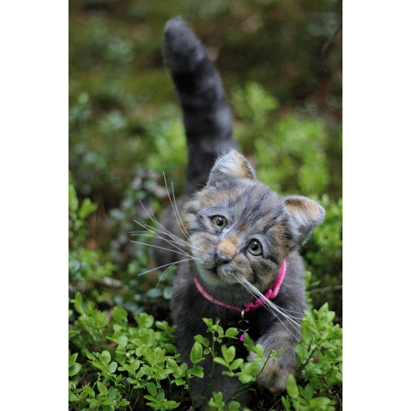 cute-handmade-cat-kitten-joy-by-alina-chernova.jpg
