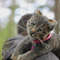 cat-kitten-joy-by-alina-chernova.jpg