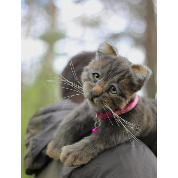 cat-kitten-joy-by-alina-chernova.jpg