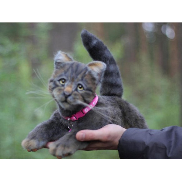 collectible-cat-kitten-joy-by-alina-chernova.jpg