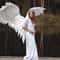 large angel wings 1.jpg