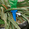 plantselfwateringspikes1.png