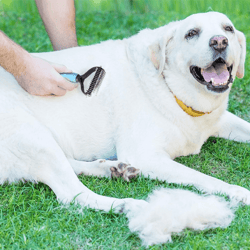 dematting brush for pets