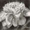 Peony 1.jpg
