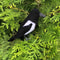 magpie pattern 1.png