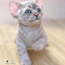 Custom order gray kitten realistic toy