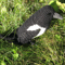 magpie diy 2.png