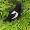 magpie diy 1.png