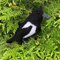 magpie diy 1.png