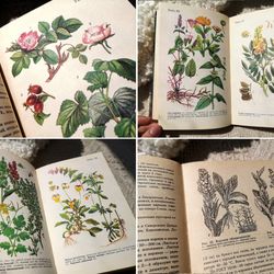 Vintage guide to wildflowers, floral print, botanical illustrations of different plants, 1989