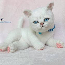 Custom order white kitten