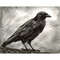 crow 1.jpg