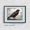 crow 1 frame 2.jpg
