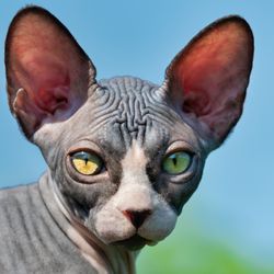 Portrait of a beautiful Sphynx kitten with yellow eyes and big ears that shine in the sun