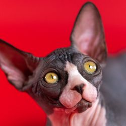 Close-up of purebred black and white Sphinx kitten with huge yellow eyes on bright red background