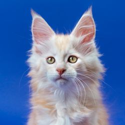 portrait of furry ginger male kitten of breed maine coon cat looking at camera on blue background