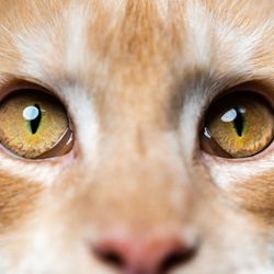 Extreme close-up portrait of red tabby American Coon Cat looking at camera