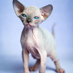 lovely hairless kitten of canadian sphynx cat breed standing on blue background