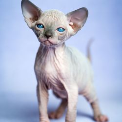 Lovely hairless kitten of Canadian Sphynx Cat breed standing on blue background