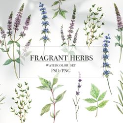 fragrant herbs set.watercolor flower