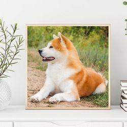 japanese dogs akita inu on a rural road. wall art, dog photography print, digital download. #02 +bonus!