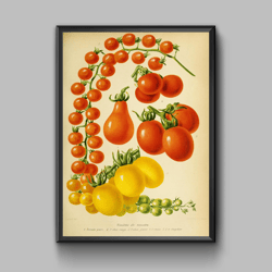 Vintage poster tomatoes, digital download