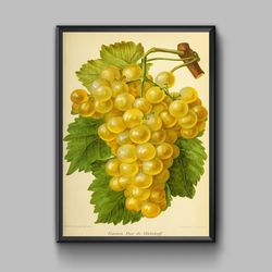 Vintage poster bunch of grapes, digital download
