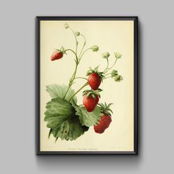 Vintage poster wild strawberry, digital download