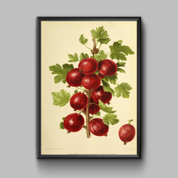 Vintage poster gooseberry, digital download