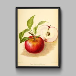Vintage poster apple, digital download