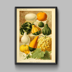 Vintage poster varieties of pumpkins, digital download