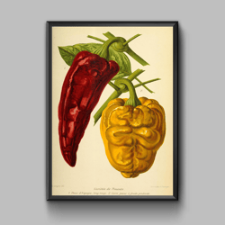 Vintage poster varieties of peppers, digital download