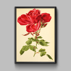Vintage poster red rose, digital download