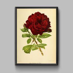 Vintage poster red rose, digital download