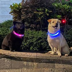 LED Light Up Dog Collar Bright High Visibility Lighted Glow Collar for Pet Night Walking USB Rechargeable Button Battery