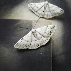 "Cabera pusaria" - Brooch butterfly, white moth, wedding brooch.