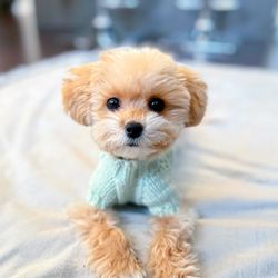 Extra Small Dog Clothes- Dog sweater- XXS dog clothes- Tiny puppy Sweater- Puppy dresses- Teacup garmen Yorkie Chihuahua