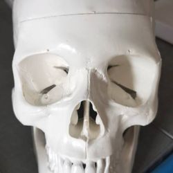 Skeleton Human Skull Christmas Mobile Movable Gothic New Skeletal 10*7*8cm
