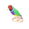Gouldian-Finches-interior-toy-bird.jpeg