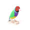 Gouldian-Finches-interior-toy-bird1.jpeg