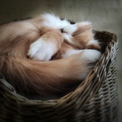 pet memorial custom cat shaped plush pillow