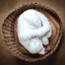 Pet Memorial Custom Cat Shaped Plush Pillow